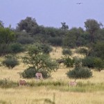 balehagerutoursethiopia Awash park Ora x