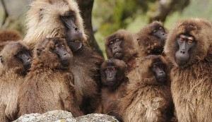 Gelada-Reproductive-Unit