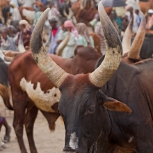 bati market with balehageru trekking ethioia