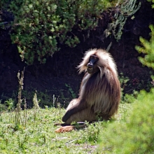 gelada trekking in ethiopia