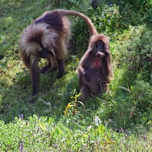 gelada trekking in ethiopia