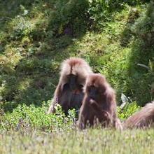 gelada trekking in ethiopia