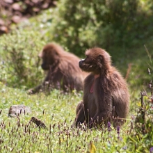 gelada trekking in ethiopia