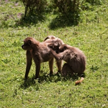 gelada trekking in ethiopia