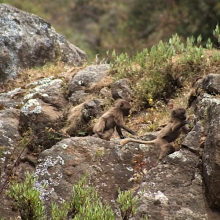 Simein mountains trekking 