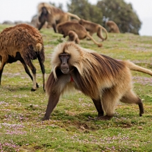 Gelad in Simein mountains trekking 