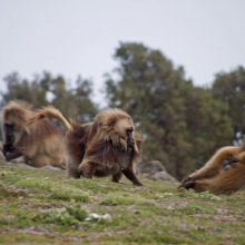 Gelad in Simein mountains trekking 