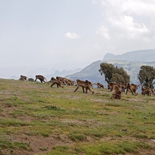 Gelad in Simein mountains trekking 