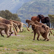 Gelad in Simein mountains trekking 