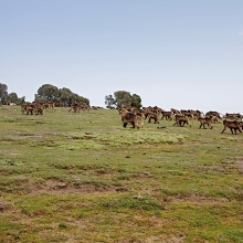 Gelad in Simein mountains trekking 